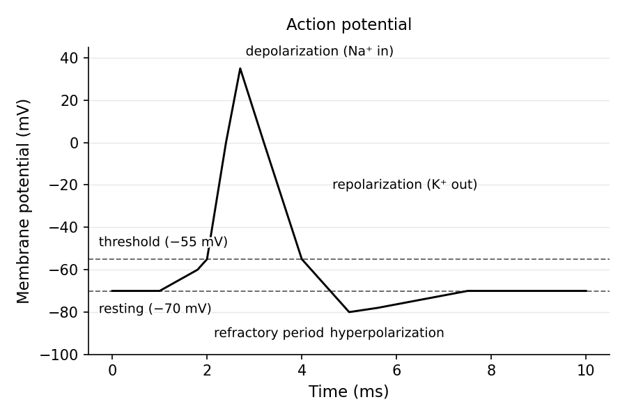 Action potential: membrane potential vs. time, showing resting (−70 mV), threshold (−55 mV), depolarization peak (~+30 mV), repolarization, and the hyperpolarization undershoot.