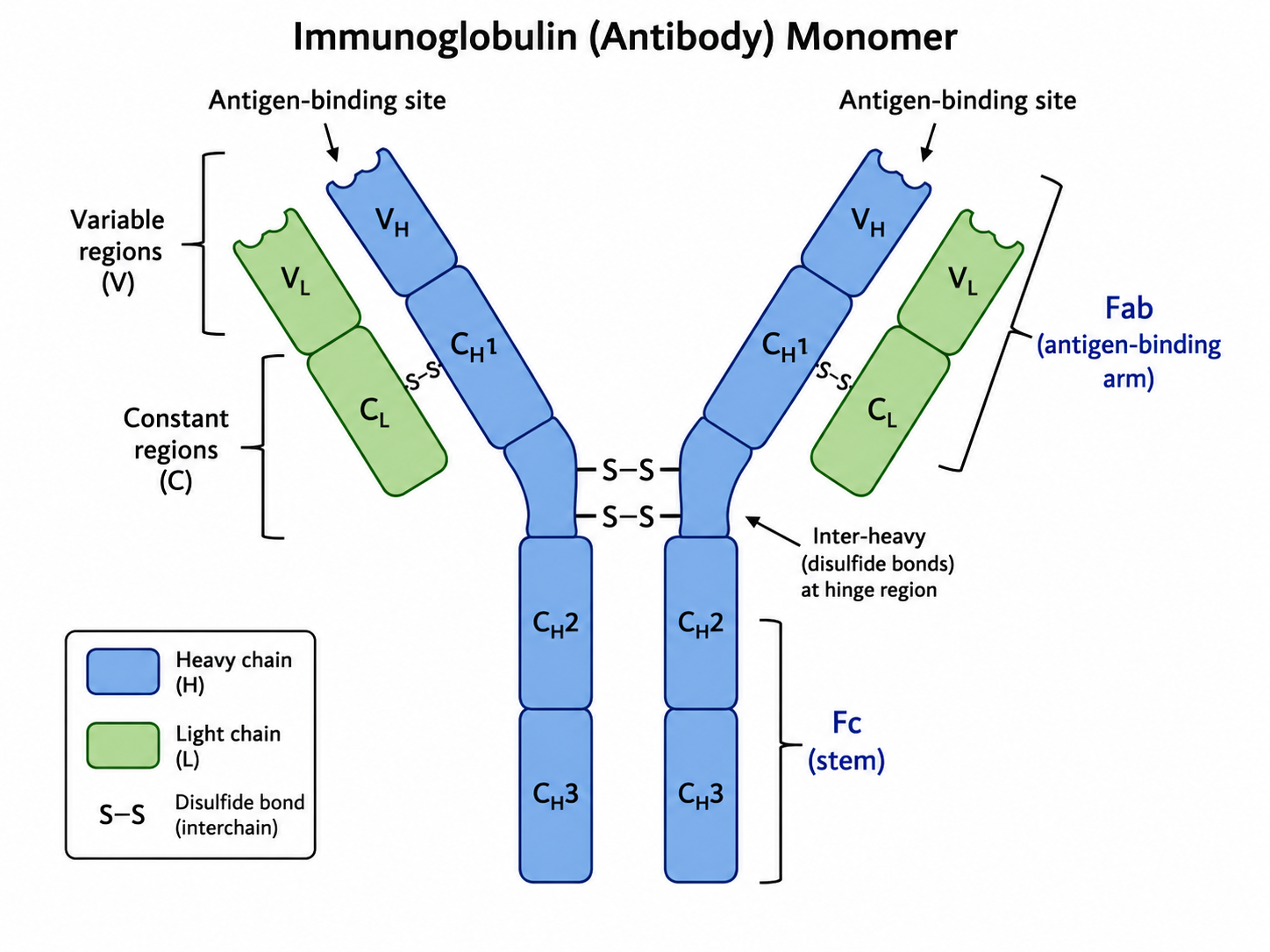 Y-shaped antibody: two heavy + two light chains joined by disulfide bonds, with variable (Fab, antigen-binding) and constant (Fc, effector) regions.