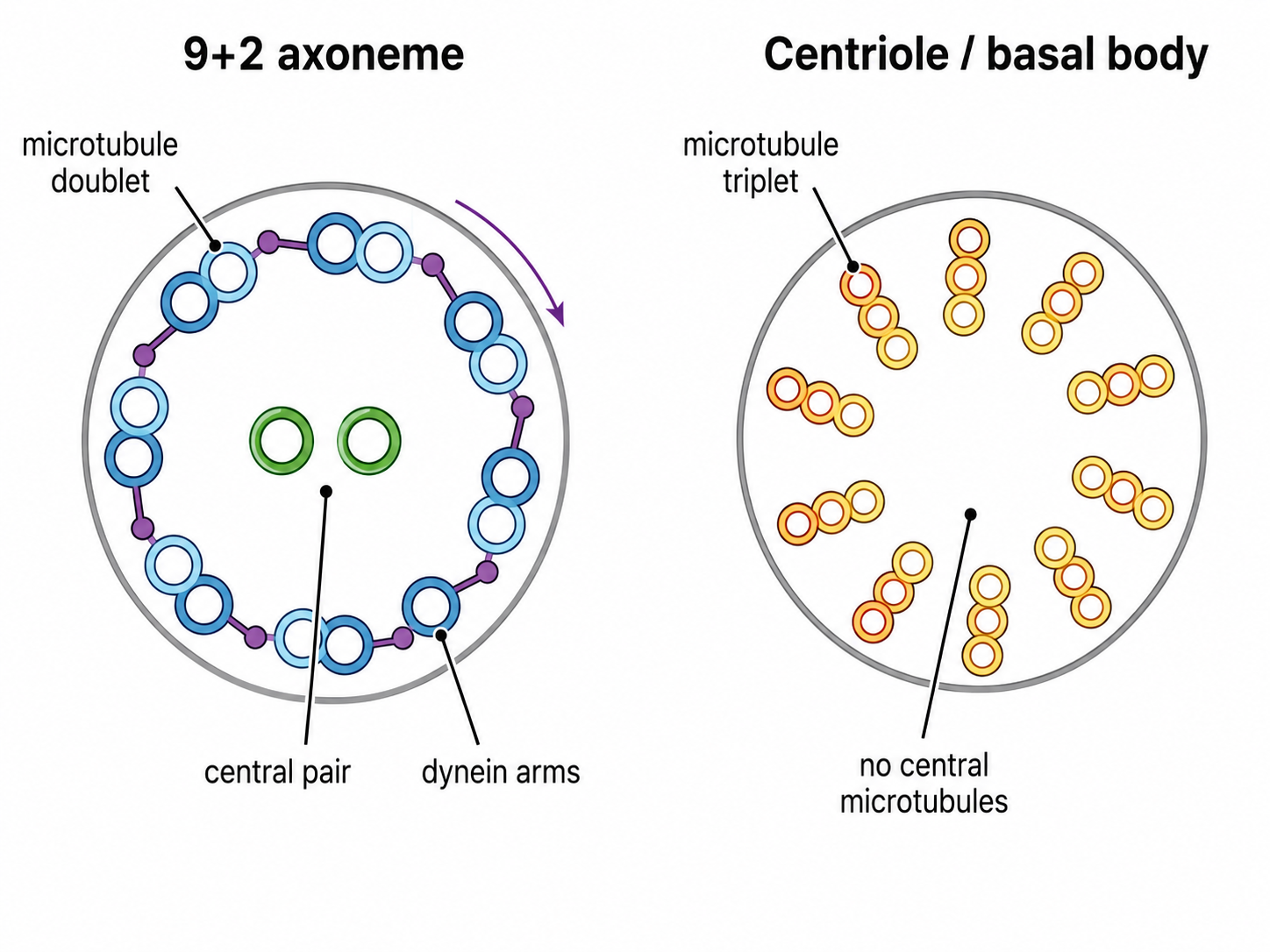 Cross-sections contrasting the motile cilium/flagellum axoneme (nine outer microtubule doublets plus a central pair, with dynein arms) and the centriole/basal body (nine microtubule triplets, no central pair)