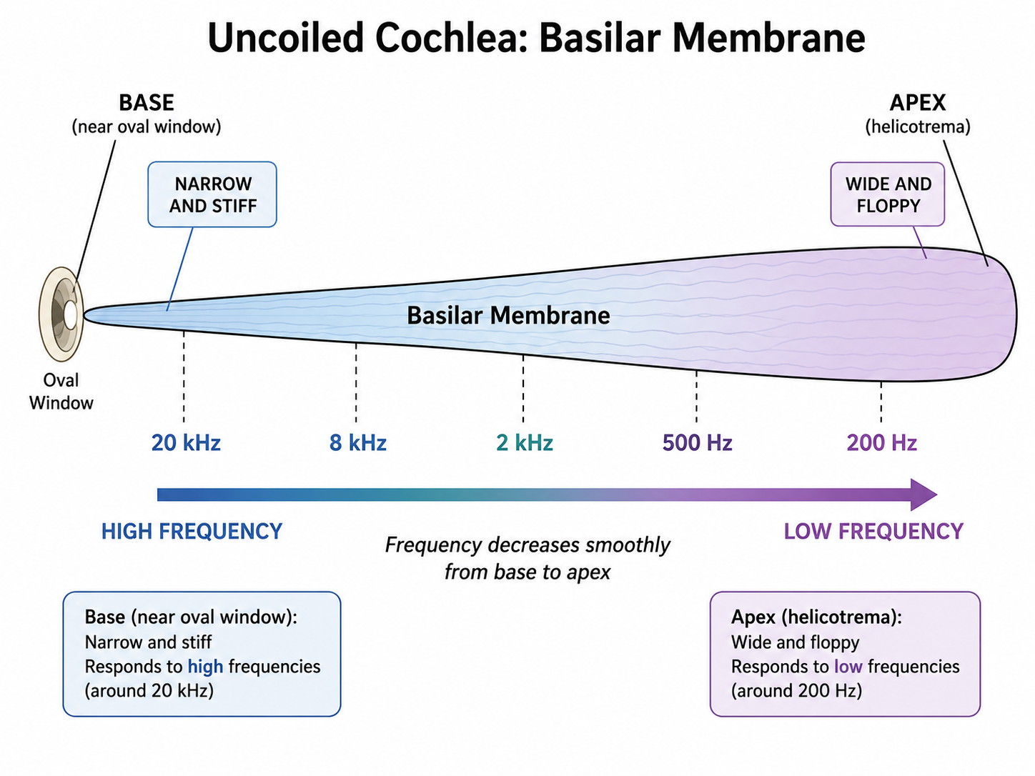 Tonotopic map along the uncoiled basilar membrane: the narrow, stiff base responds to high frequencies and the wide, floppy apex responds to low frequencies
