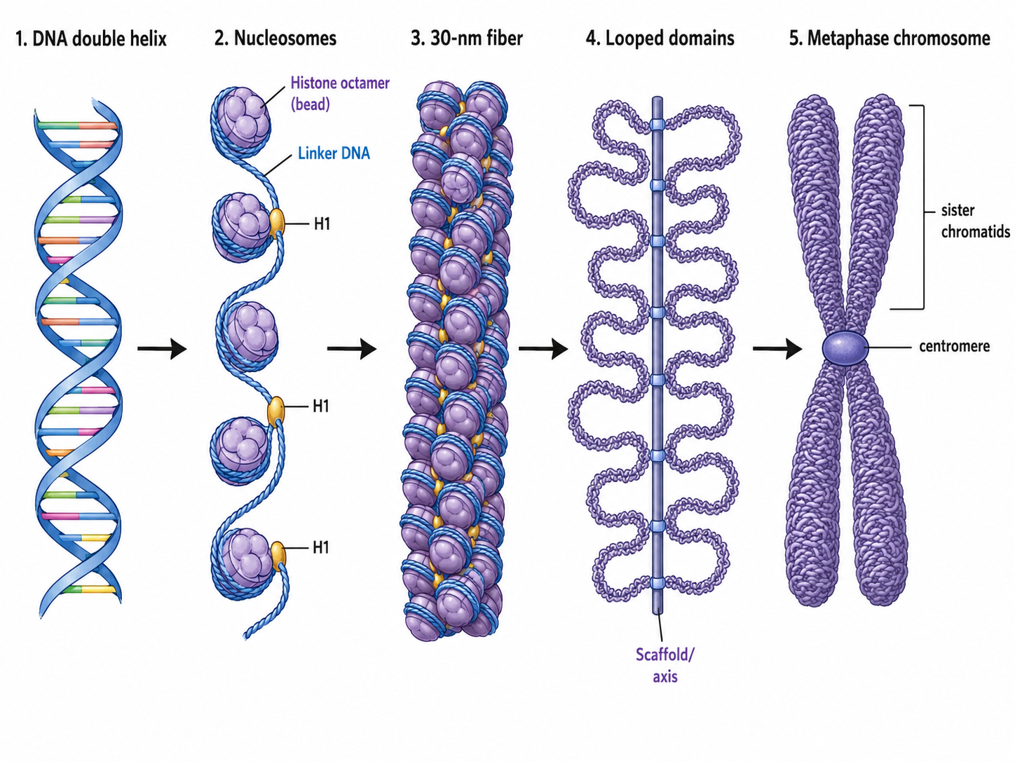 Levels of chromatin compaction: from the naked DNA double helix, to nucleosomes ("beads on a string"), to the coiled 30-nm fiber, to looped/folded higher-order structure, to the fully condensed mitotic chromosome.