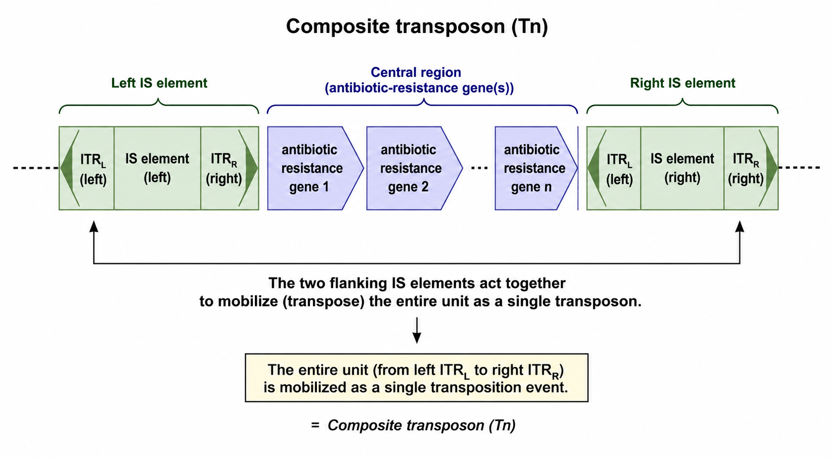 Structure of a composite (Tn) transposon: a central gene cassette flanked by two IS elements.