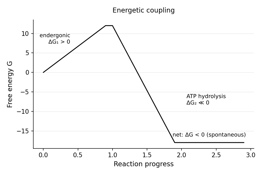 Free-energy diagram of energetic coupling: an uphill (endergonic, ΔG > 0) reaction summed with a downhill (exergonic, ΔG < 0) reaction such as ATP hydrolysis gives a net downhill, spontaneous process.