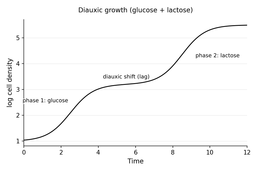 Diauxic growth curve of E. coli in glucose + lactose: a first exponential growth phase on glucose, a lag (diauxic shift) as glucose is depleted and the lac operon is induced, then a second exponential growth phase on lactose.