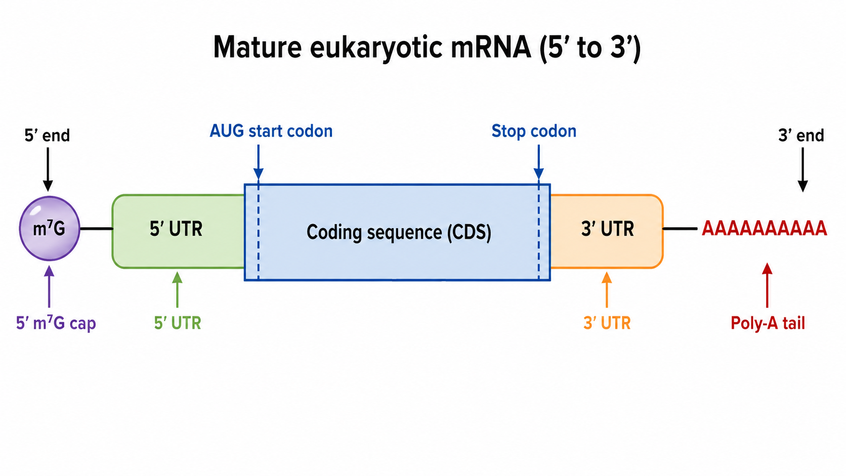 Anatomy of a mature eukaryotic mRNA from 5′ to 3′.
