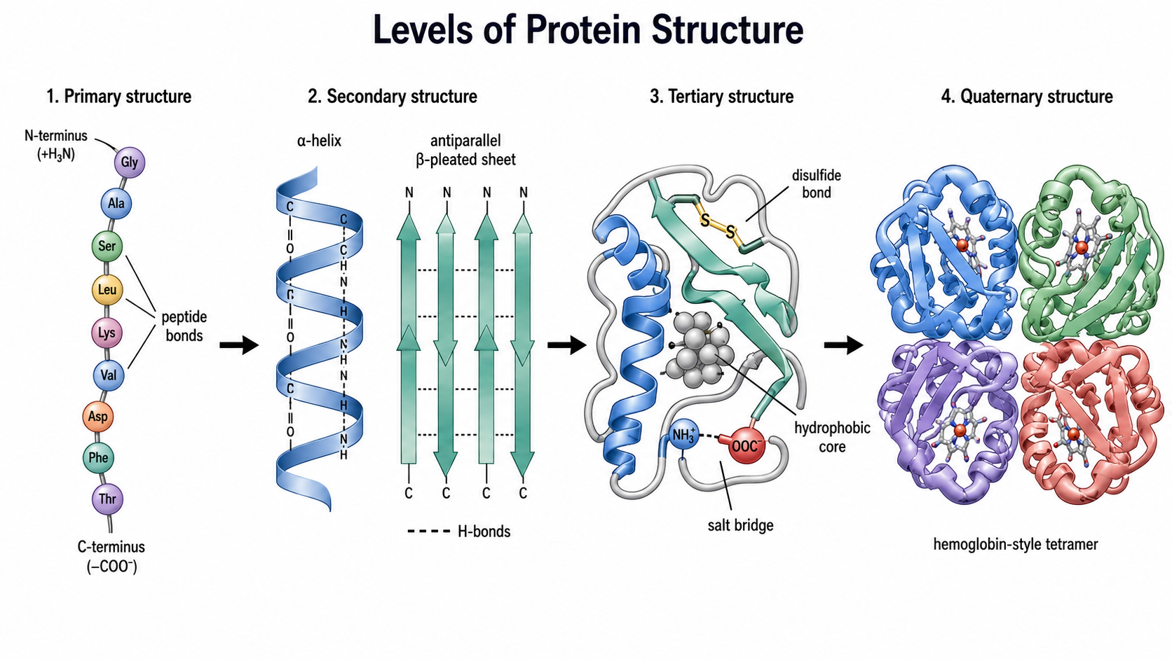 The four levels of protein structure and the bonds that stabilize each.