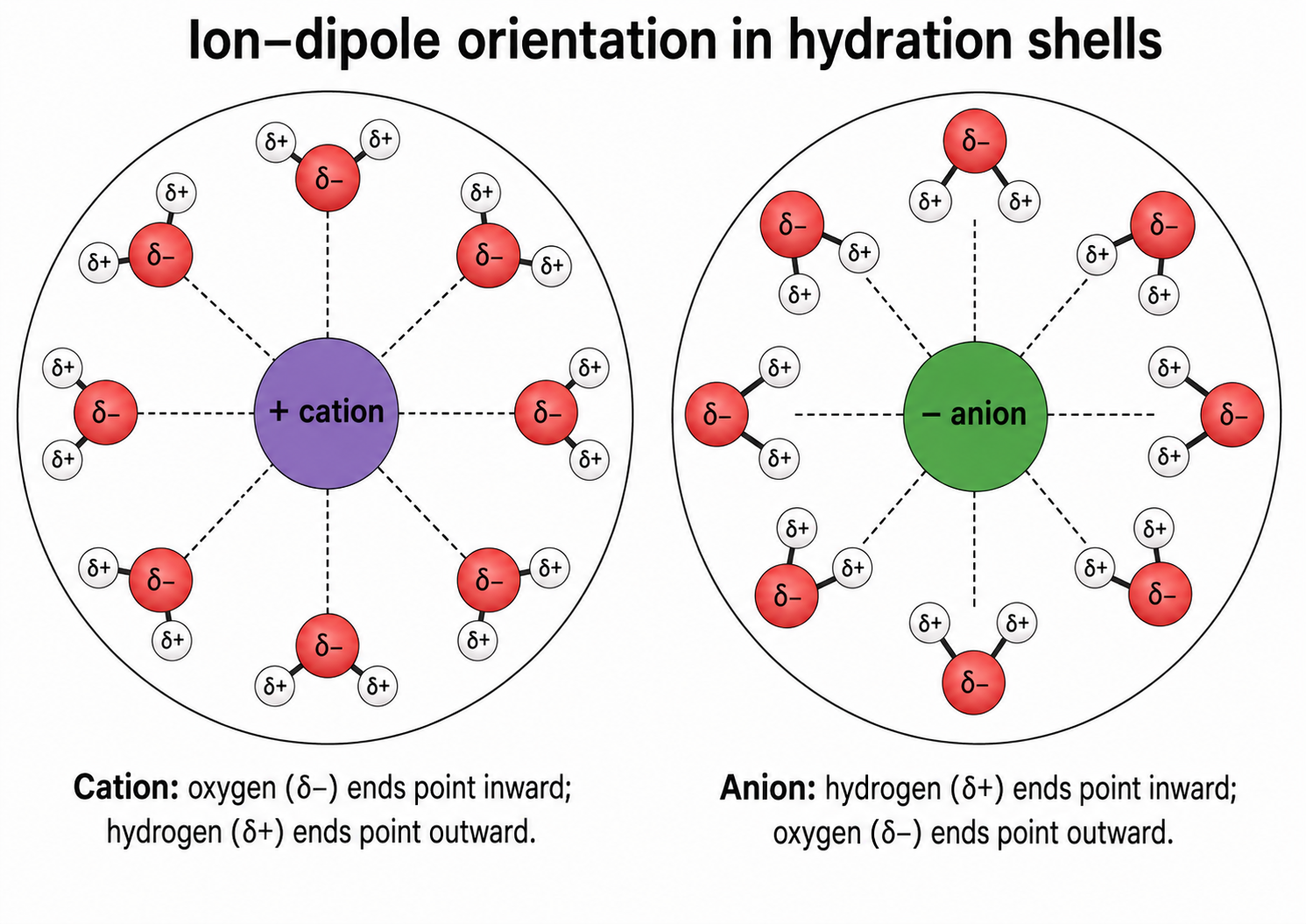 A hydration shell: water molecules orient their partially negative oxygen toward a cation and their partially positive hydrogens toward an anion via ion-dipole interactions.
