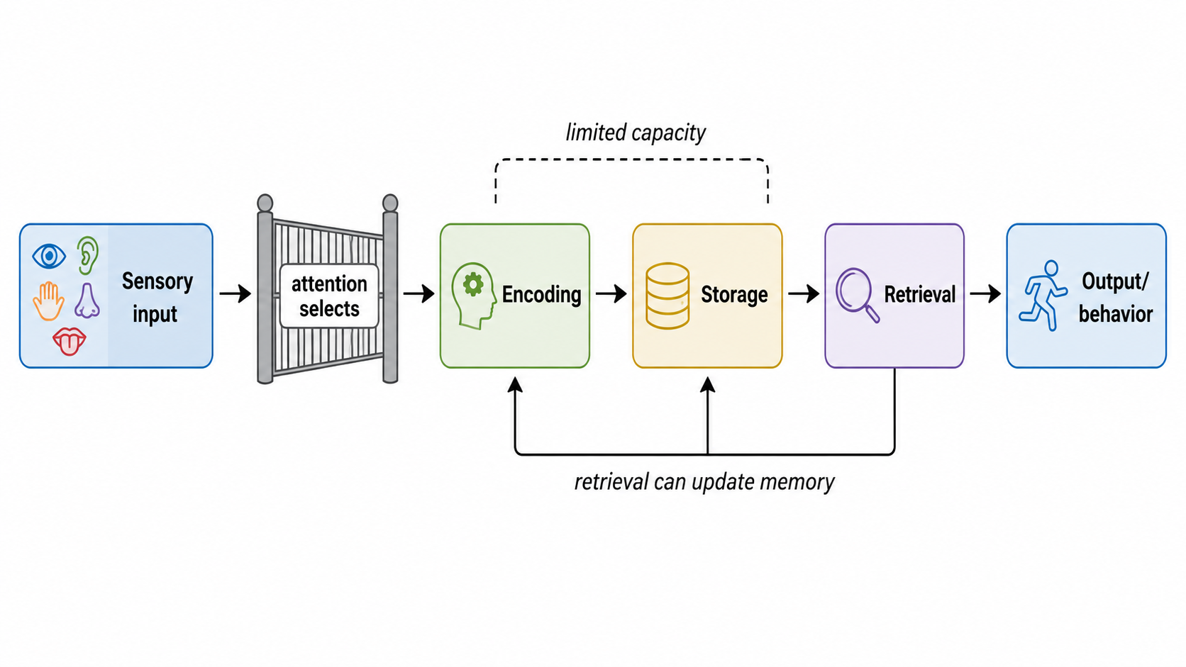 The information-processing model: sensory input passes through an attention gate into encoding, then storage, then retrieval, ultimately guiding output/behavior — with limited capacity at each stage.