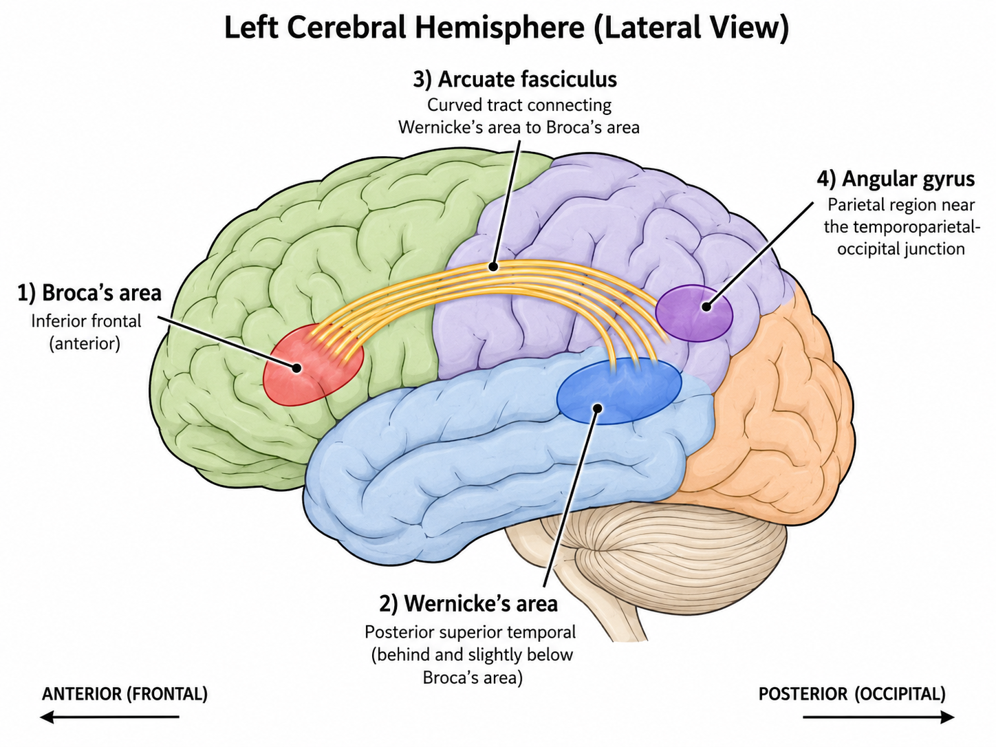 The core left-hemisphere language network: Broca's area (frontal, speech production) connected by the arcuate fasciculus to Wernicke's area (posterior temporal, comprehension), with the angular gyrus (parietal, reading/writing) nearby.