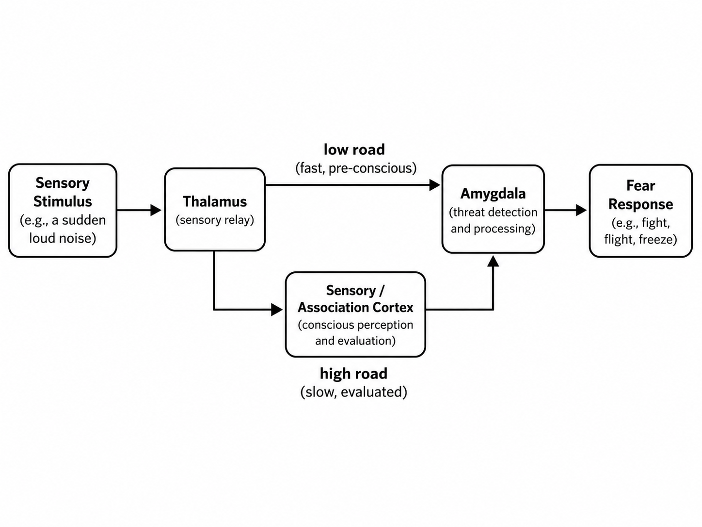 LeDoux's dual fear pathways: the fast "low road" (thalamus → amygdala) triggers a rapid pre-conscious response, while the slower "high road" (thalamus → sensory cortex → amygdala) allows nuanced cortical appraisal.
