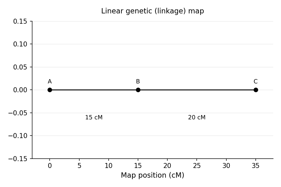 A linear genetic (linkage) map: three loci ordered along a chromosome with intervals labeled in centimorgans derived from recombination frequencies.