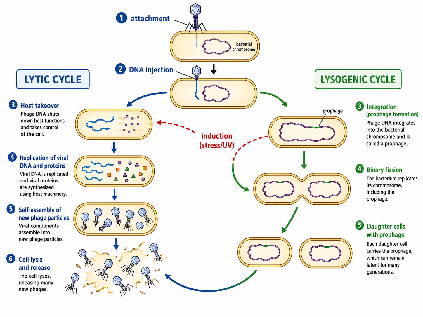 The lytic and lysogenic cycles of a bacteriophage, sharing attachment and injection but diverging into immediate replication/lysis vs. integration as a dormant prophage that can later be induced into the lytic pathway.