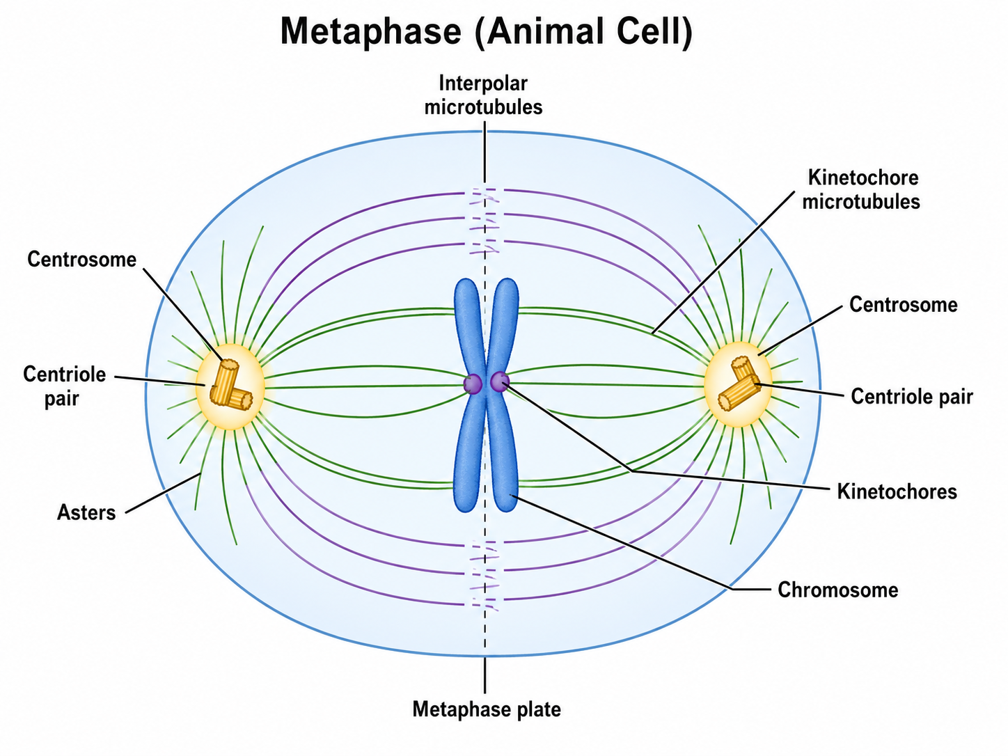 The bipolar mitotic spindle: two centrosomes at opposite poles with kinetochore microtubules attaching to sister-chromatid kinetochores at the metaphase plate, interpolar (polar) microtubules overlapping at the equator, and astral microtubules radiating to the cell cortex.