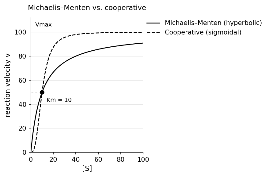 Reaction velocity v vs. substrate concentration [S]: a hyperbolic Michaelis–Menten curve (non-cooperative) overlaid with a sigmoidal curve (positive cooperativity).