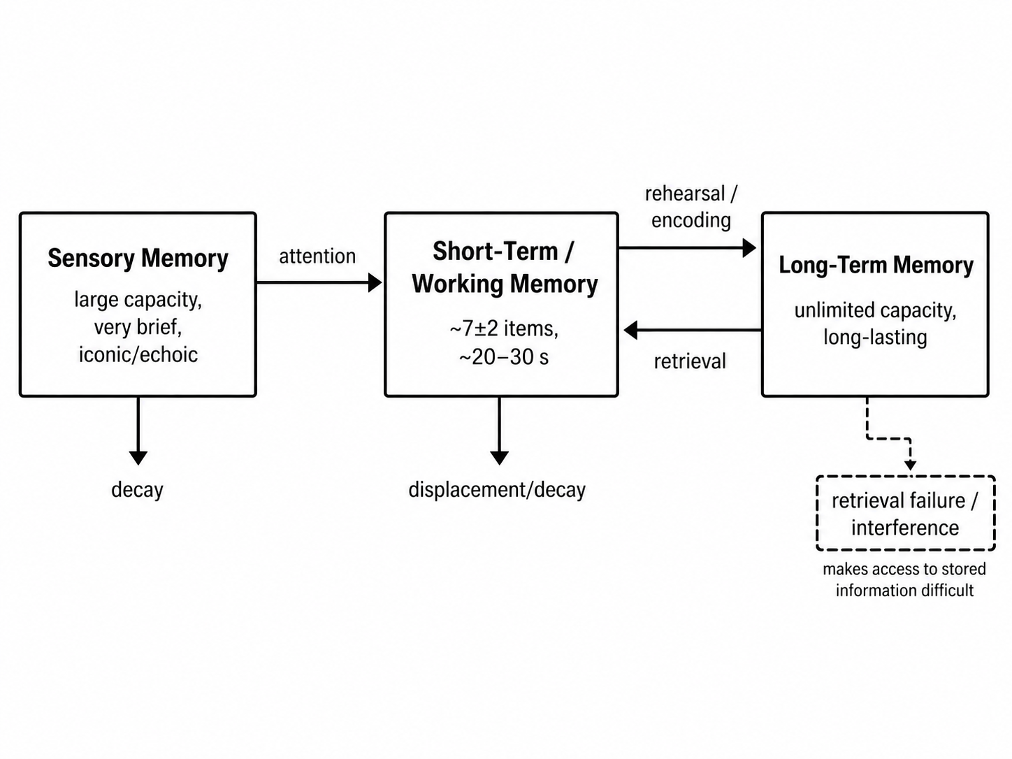 The Atkinson-Shiffrin multi-store model: sensory memory (large capacity, <1 s) → short-term/working memory (~7±2 items, ~20-30 s) → long-term memory (effectively unlimited, durable), with attention gating entry to STM and rehearsal transferring items to LTM.