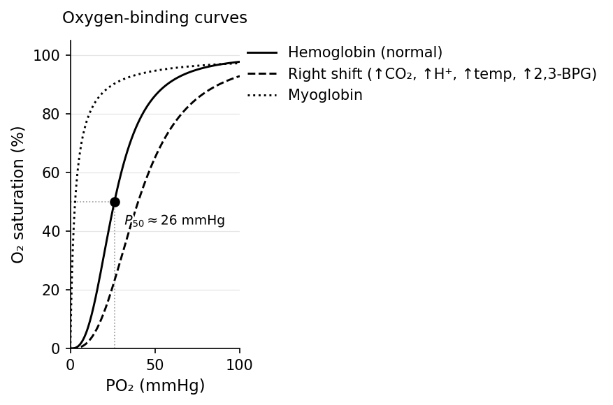 Oxygen-binding curves: hyperbolic myoglobin vs. sigmoidal hemoglobin, with a Bohr right-shift.