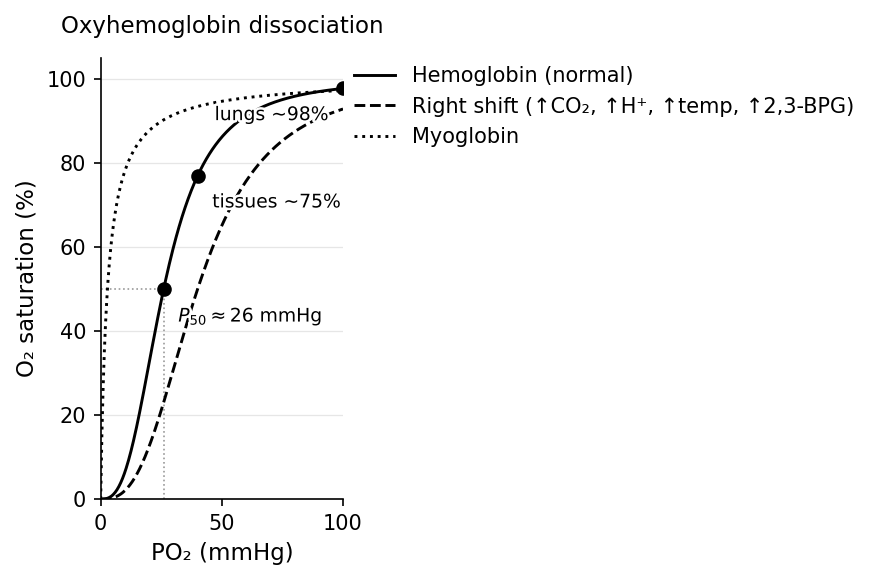 Oxyhemoglobin dissociation curve (sigmoidal) with rightward Bohr shift; myoglobin's hyperbolic curve for comparison.