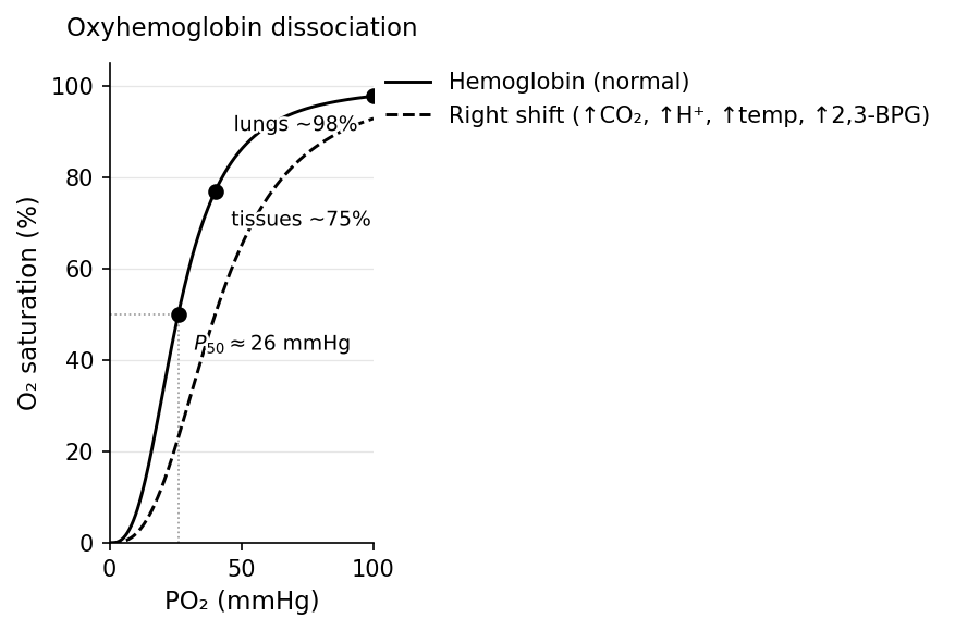 Oxyhemoglobin dissociation curve: percent Hb saturation vs. PO2 is sigmoidal (cooperative binding), with a steep tissue-range middle and a flat lung-range plateau; a rightward Bohr shift (↑CO2, ↑H+, ↑temp, ↑2,3-BPG) raises P50 and unloads more O2.