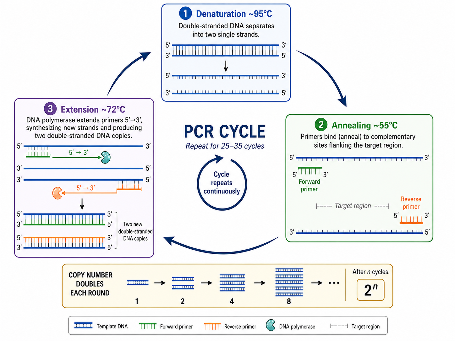 One PCR cycle — denaturation (~95°C) separates the strands, annealing (~55°C) lets primers bind the flanking sequences, and extension (~72°C) lets a thermostable polymerase synthesize new strands — doubling the target copy number each cycle (2ⁿ amplification).