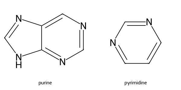 The two parent nucleobase ring systems: pyrimidine (one six-membered ring) and purine (fused pyrimidine + imidazole, two rings).
