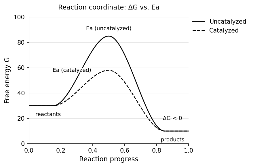 Reaction-coordinate diagram: ΔG is the reactant-to-product gap (thermodynamics); activation energy is the barrier height (kinetics); a catalyst lowers the barrier without changing ΔG.