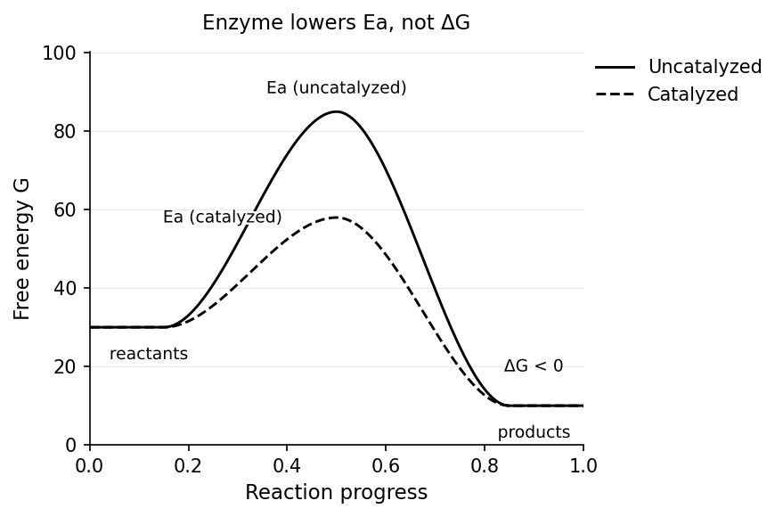 Reaction-coordinate diagram: enzyme lowers Ea but does not change ΔG.