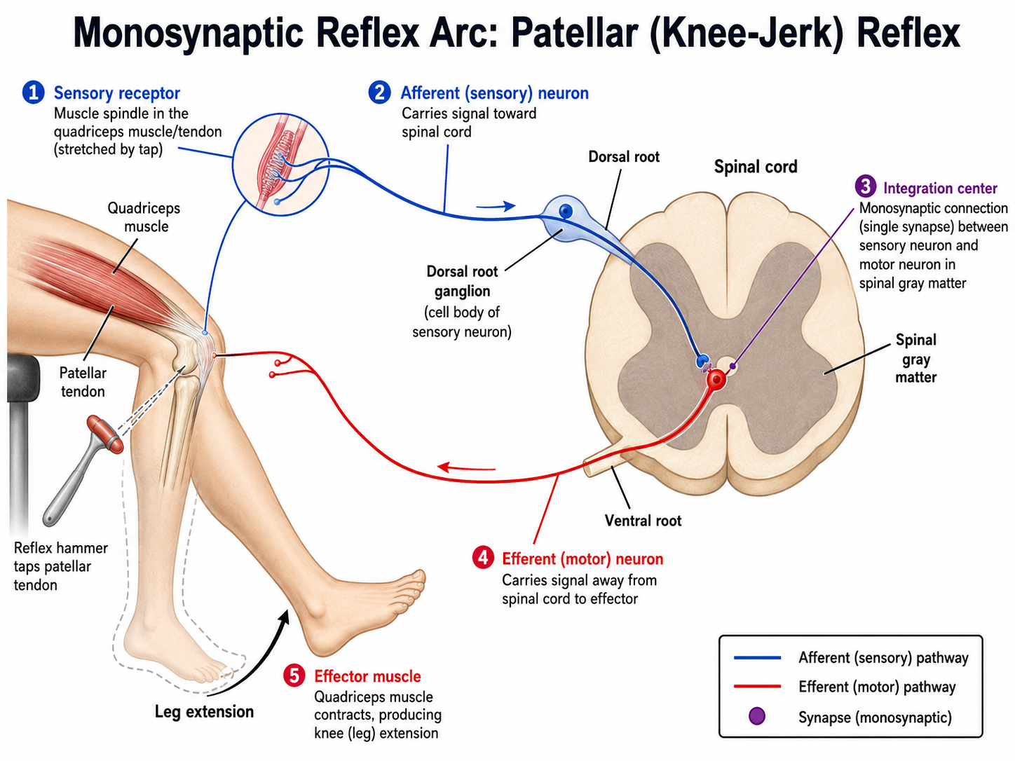 The reflex arc: a sensory receptor detects a stimulus; an afferent (sensory) neuron carries it into the spinal cord via the dorsal root; an integration center (spinal cord, with or without an interneuron) processes it; an efferent (motor) neuron exits via the ventral root; and an effector (muscle/gland) responds.