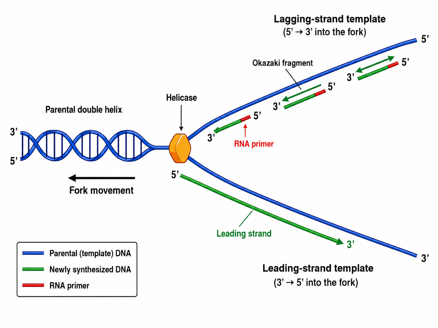 Replication fork: helicase unwinds the parental duplex; the leading strand is synthesized continuously toward the fork while the lagging strand is made discontinuously as Okazaki fragments away from the fork, each started by an RNA primer.