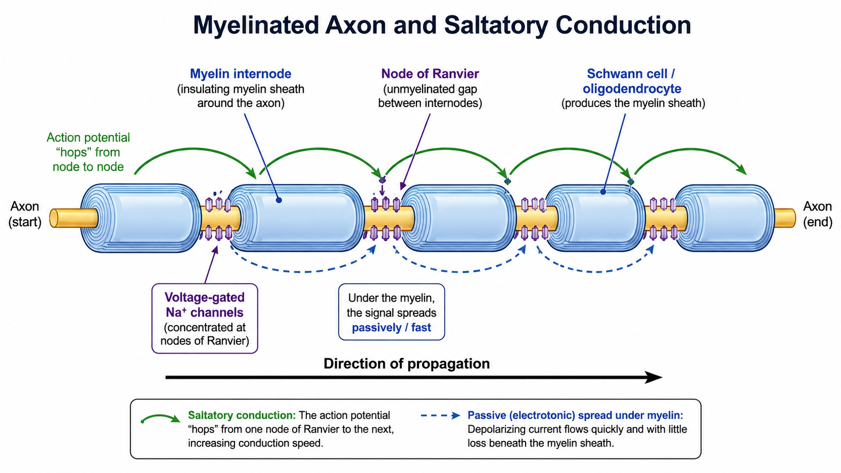 Saltatory conduction: the action potential regenerates only at the exposed Nodes of Ranvier and "jumps" across the insulating myelinated internodes.