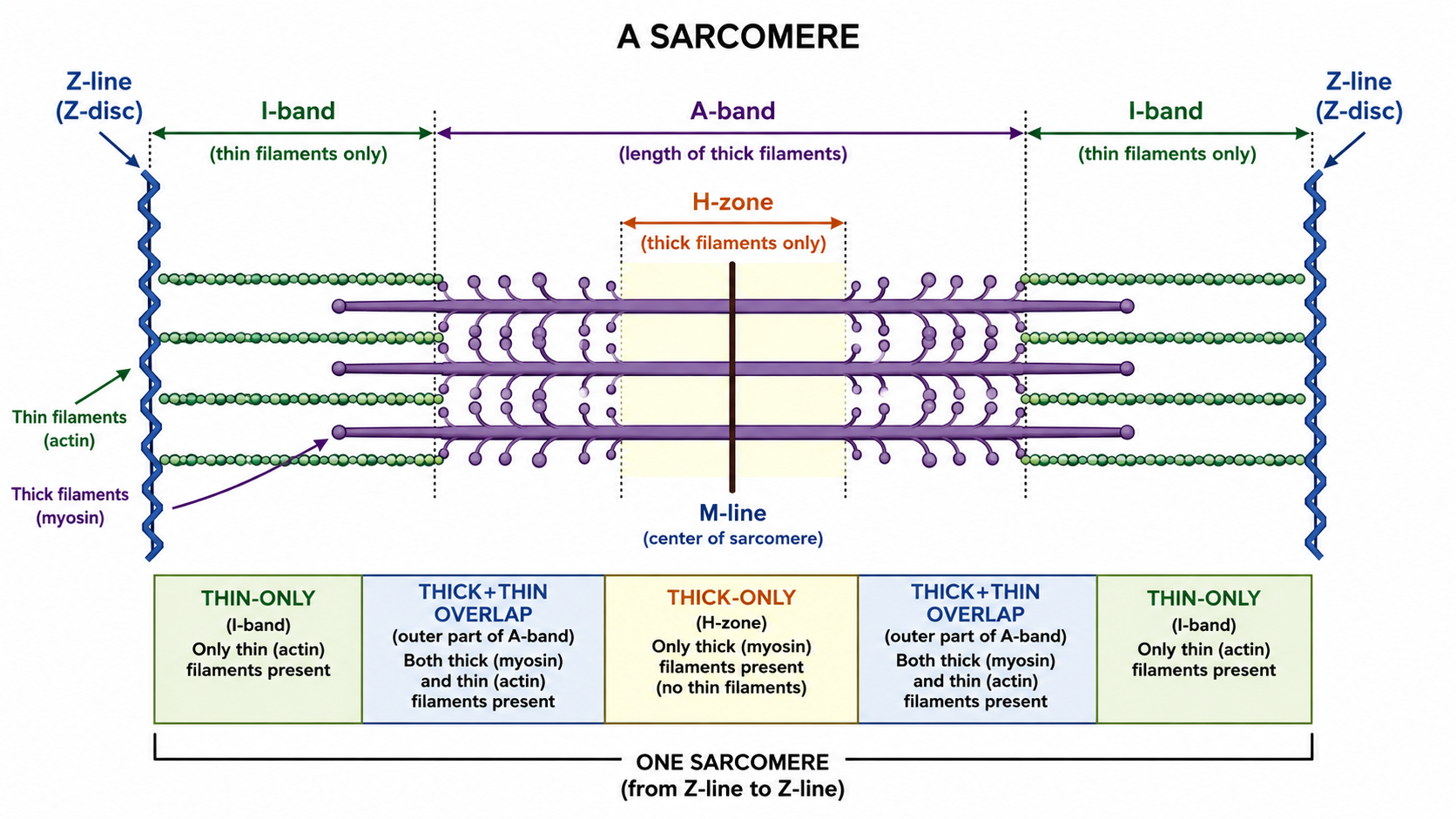 Banding pattern of a single sarcomere: Z-lines, I-bands, A-band, H-zone, and M-line.