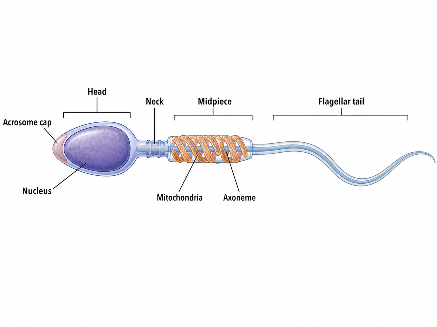 The mature spermatozoon: head with condensed nucleus capped by the acrosome, midpiece packed with mitochondria around the axoneme, and flagellar tail (9+2 axoneme) for propulsion.